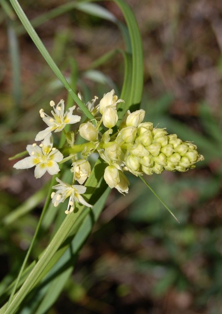 Death Camas